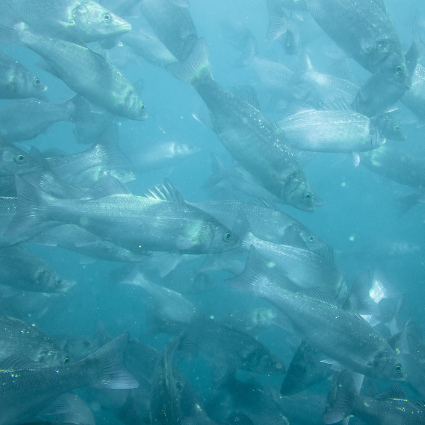 Ein Schwarm von Fischen unter Wasser.