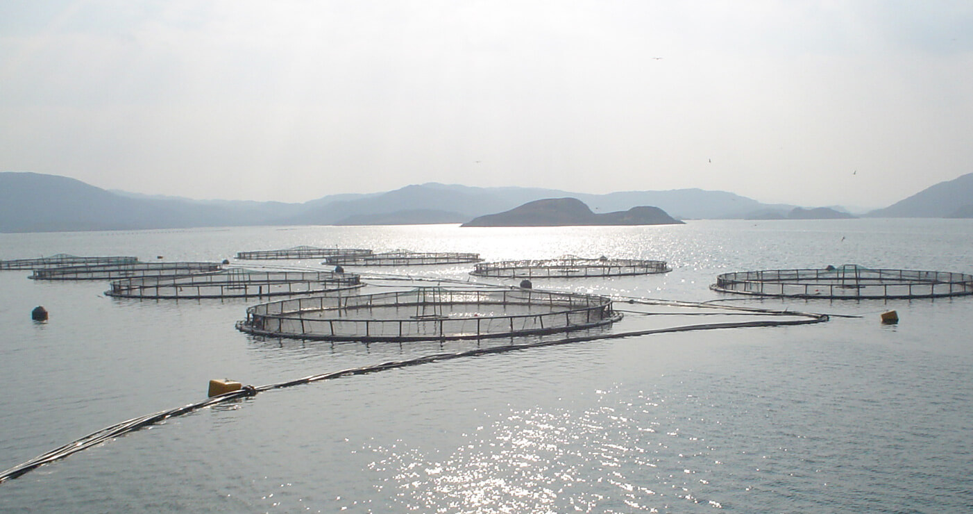 Several aquacultures in a lake between mountains.