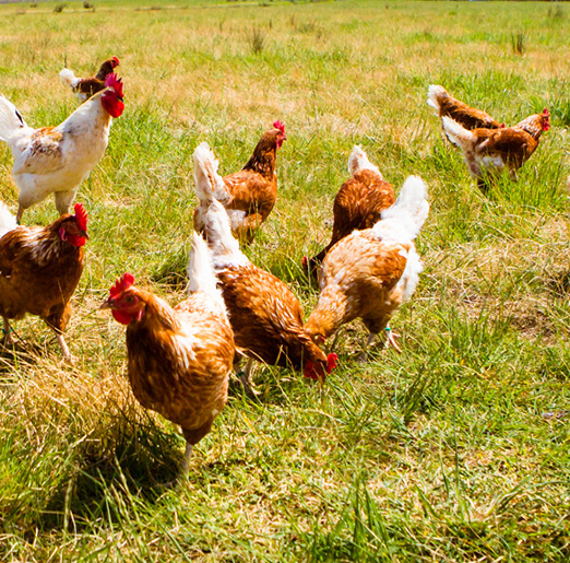 Chickens on a meadow