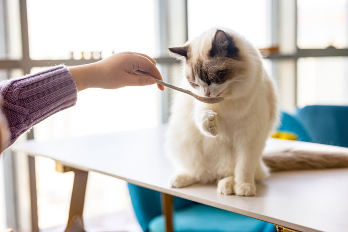 Futterakzeptanz von Heimtiernahrung