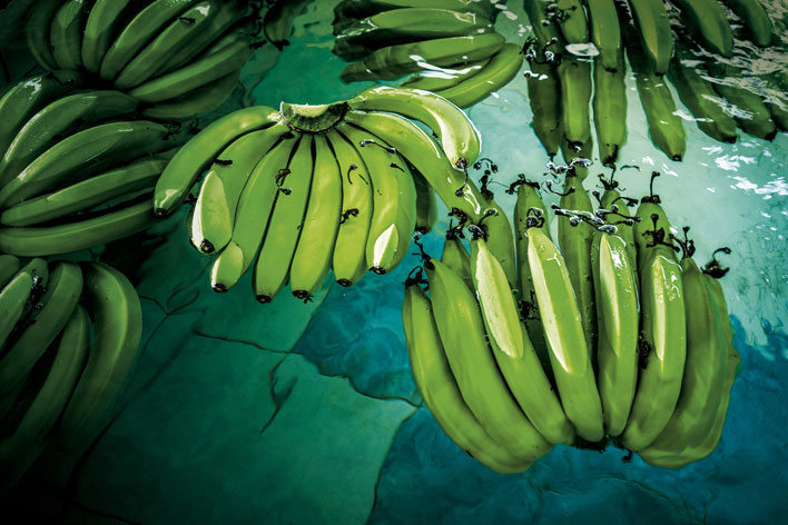 Mehrere Bananenstauden schwimmen im Wasser.