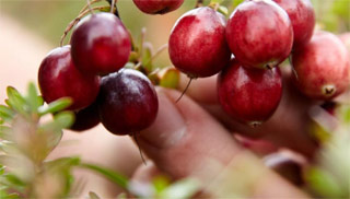 Investor Presentation